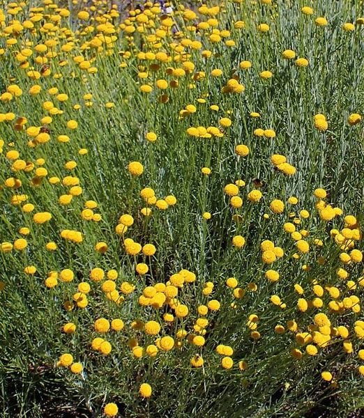 Santolina rosmarinifolia